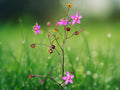 100 Seeds Talinum paniculatum Jewels of Opar Flower Seeds Airy Blooms Home Garden Borders Containers