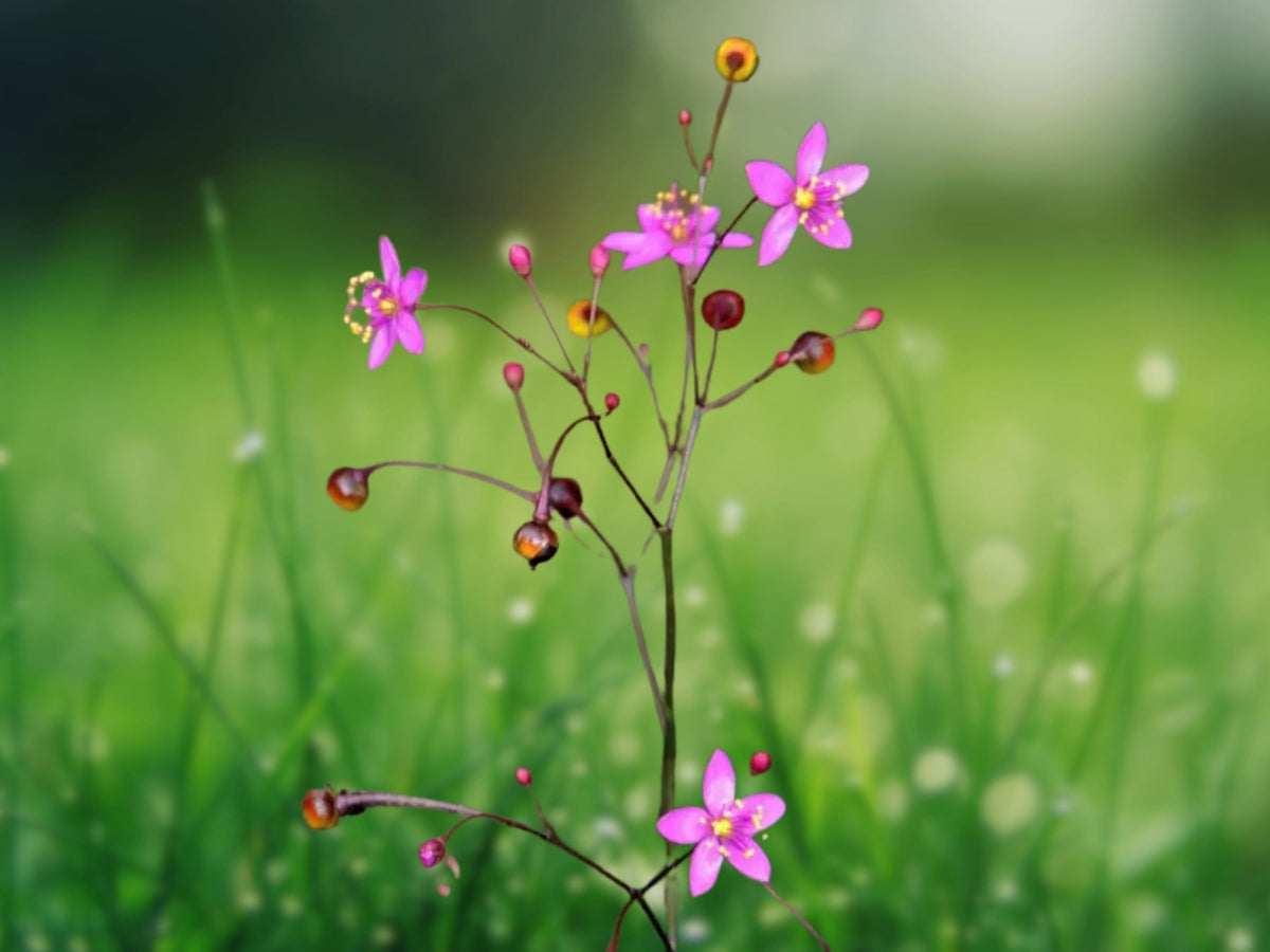 100 Seeds Talinum paniculatum Jewels of Opar Flower Seeds Airy Blooms Home Garden Borders Containers