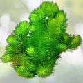 Hornwort Coontail - 3 Stems - Live Aquatic Plant for Freshwater Aquariums - Ceratophyllum demersum