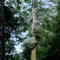 Fastest Growing Tree Live Plant - Aussie Hybrid Eucalyptus deglupta - Ready to Plant - Tropical Fast-Grower