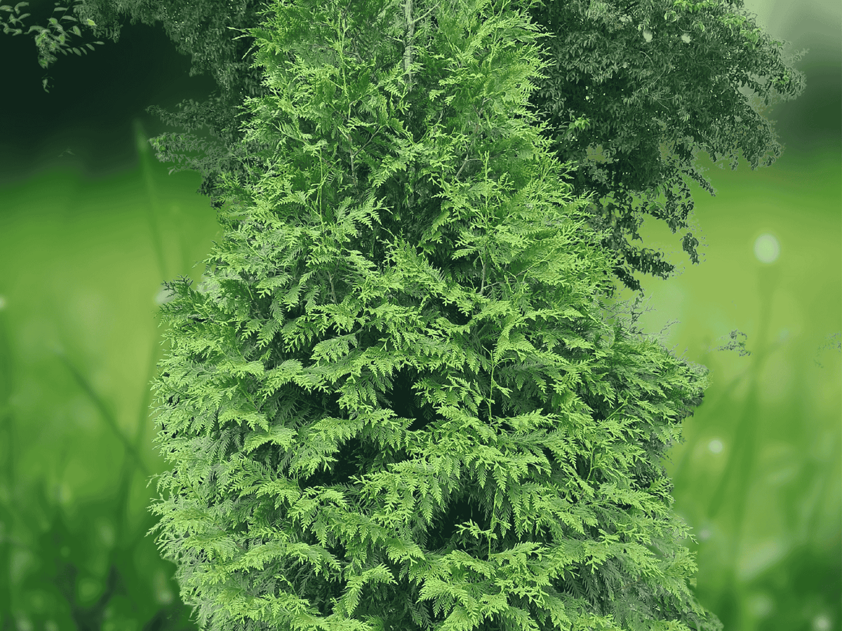 10 Seeds Thuja Green Giant Arborvitae Live Seeds Evergreen Screening Tree