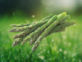 150 Seeds Asparagus Heirloom Non GMO Perennial Vegetable Easy Grow Tender Shoots Edible Garden Patio Container