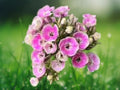 50 Seeds Orchid Yellow Phlox - Vibrant Yellow Annual - Easy Grow Flower Seeds for Beds, Containers & Pollinator Gardens