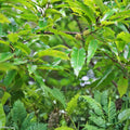 Sawtooth Oak Seedlings 5-Pack | Fast Growing Quercus acutissima Live Plants | Deciduous Tree for Landscaping
