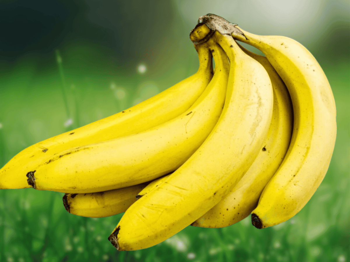 1 Live Plant Gran Nain Banana Tree Starter Plug