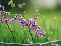 10 Seeds Cercis occidentalis Western Redbud Native Flowering Tree