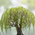 Bonsai Willow Tree Bundle - 3 Large Trunk Cuts - Exotic Bonsai Salix - Live Indoor Plant Gift