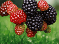 10 Live Plant Columbia Star Blackberry Thornless Rubus Hybrid Starter Plug