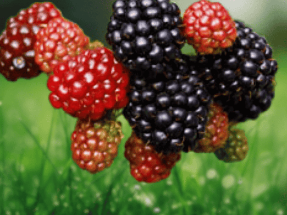 10 Live Plant Columbia Star Blackberry Thornless Rubus Hybrid Starter Plug
