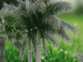 10 Seeds Royal Palm Roystonea regia Tropical Ornamental Tree