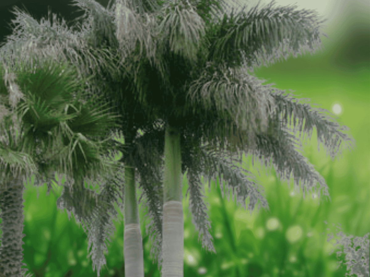 10 Seeds Royal Palm Roystonea regia Tropical Ornamental Tree