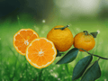 5 Seeds Citrangequat Prague Citsuma Cold Hardy Citrus Hybrid