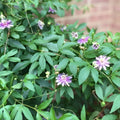 Live Potted Maypop Vine - Rare Exotic Passionflower Passiflora incarnata - Unique Climbing Plant for Garden Decor