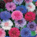 Red Poppy Seeds 500 Count - Stunning Red Flowers - Papaver rhoeas - Popular Garden Flower for Bright Blooms