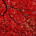 Red Maple Seeds for Planting Outdoors – 50+ Heirloom Acer rubrum Tree Seeds for Gardening and Landscaping