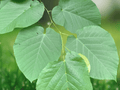 5 Seeds American Linden (Tilia americana) Basswood Hardy Shade Tree