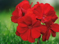 10 Seeds Red Geranium Pelargonium Hybrid Bright Scarlet Blooms Perennial Flower Patio Container Garden