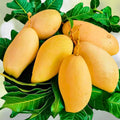 Rare Nam Dok Mai Mango Seeds   2 Pack   Super Sweet Juicy Variety   Mangifera indica
