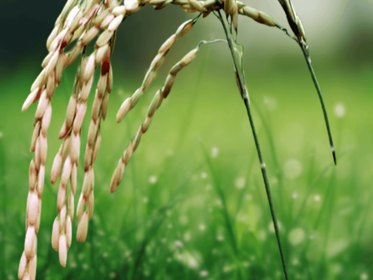 10 Seeds Black Bran Rice Oryza sativa Annual Grain Ornamental Grass