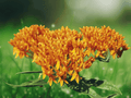 10 Live Plants Butterfly Weed Asclepias tuberosa Milkweed Wildflower Orange Blooms