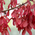 Drummond Red Maple Seedling Plant - 10" Bare Root Acer rubrum Drummondii Live Tree for Landscaping and Gardening