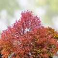 Sweet Gum Tree Seedlings 10" Rare Southern Alabama Liquidambar styraciflua 5-Pack | Hardwood Tree for Landscaping