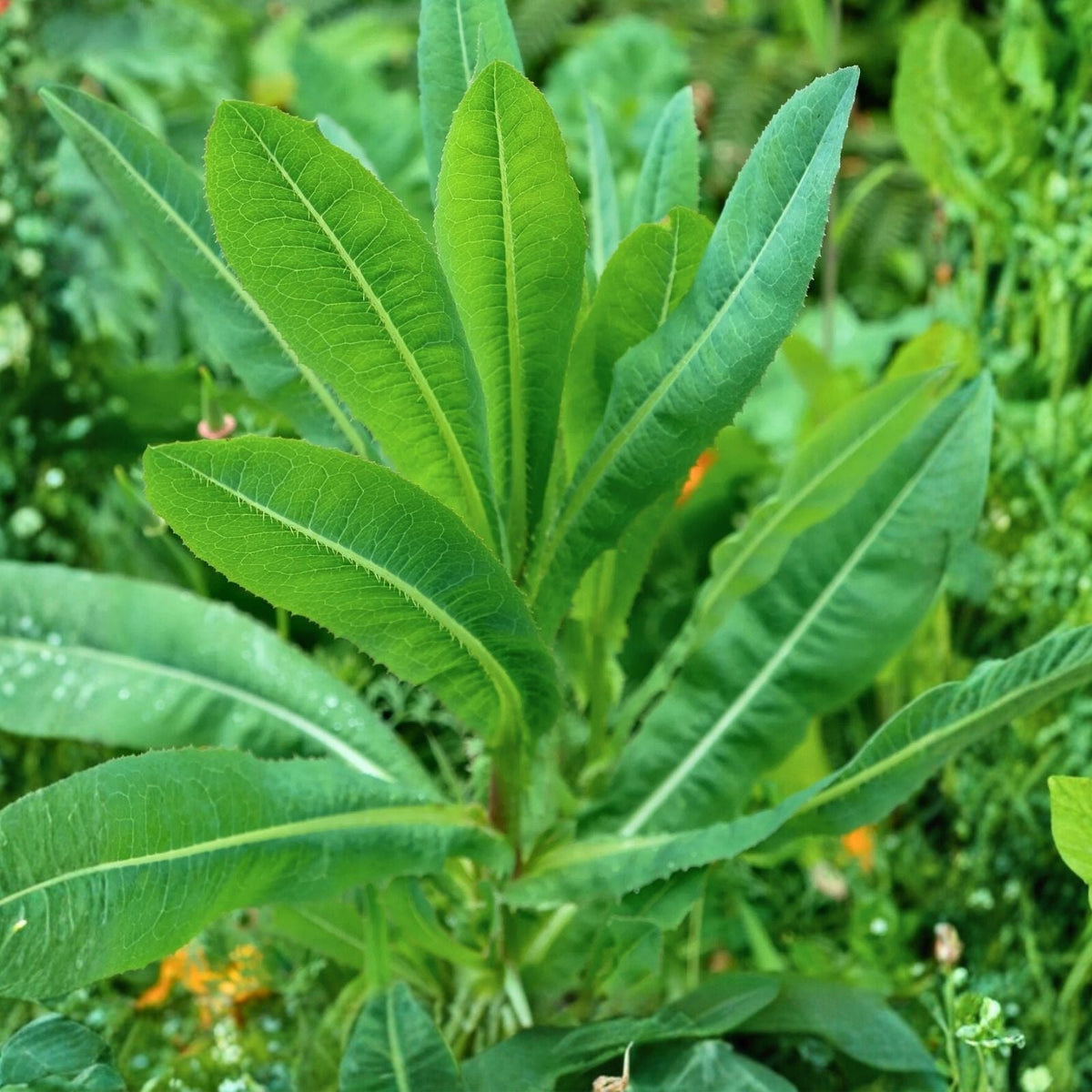 Wild Lettuce Plant Live Organic - Pain Relief Herb - Lactuca Virosa - USA Grown