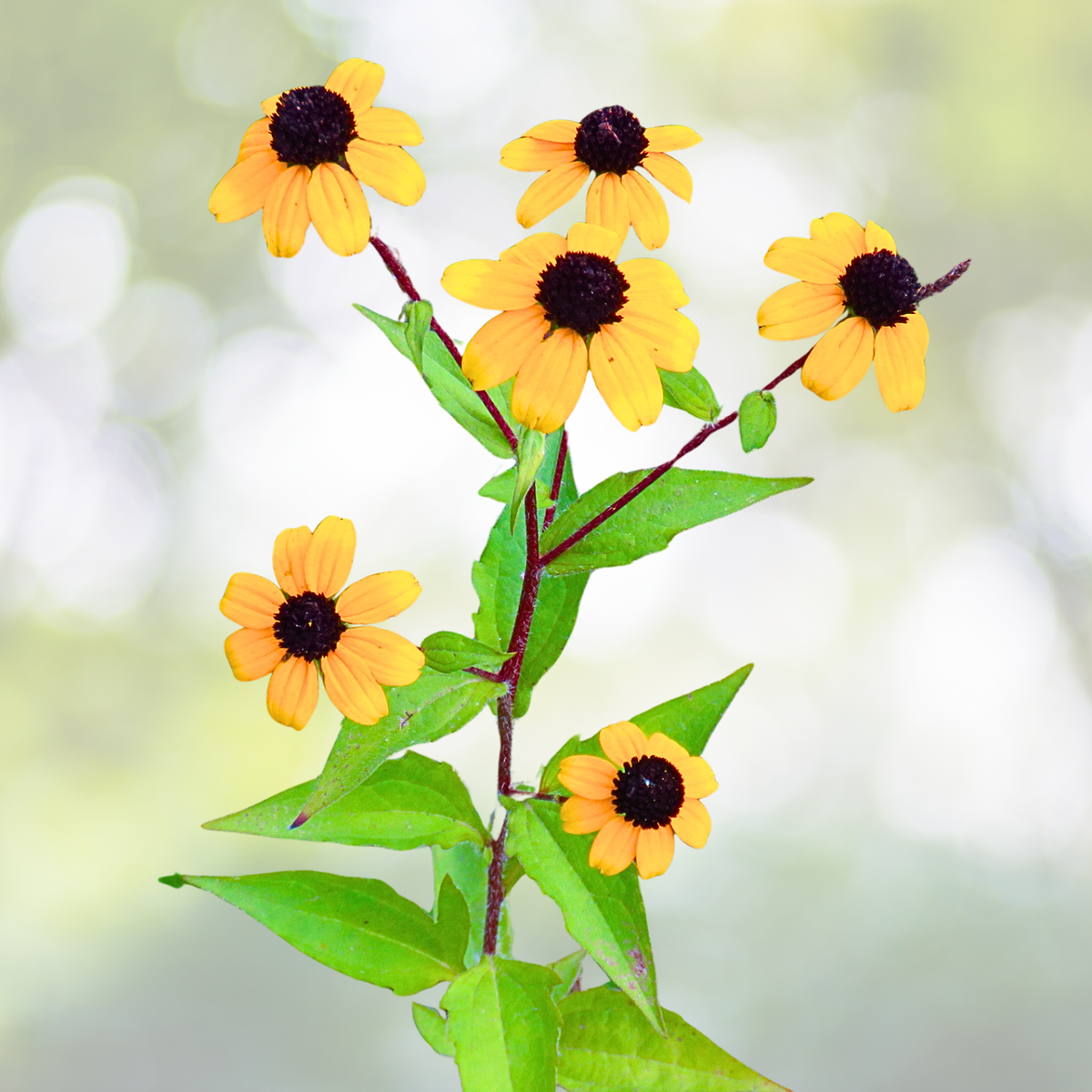 Starter Plant - Rudbeckia Triloba - Brown Eyed Susan - Perennial Wildflower