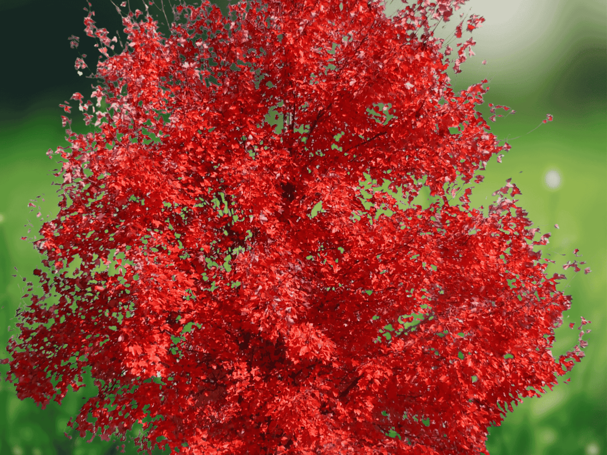 10 Seeds Red Sunset Red Maple Acer rubrum Hardy Shade Tree