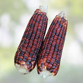 Red Corn Seeds - Bloody Butcher Indian Corn - Heirloom Variety - Organic Non-GMO Seeds for Planting
