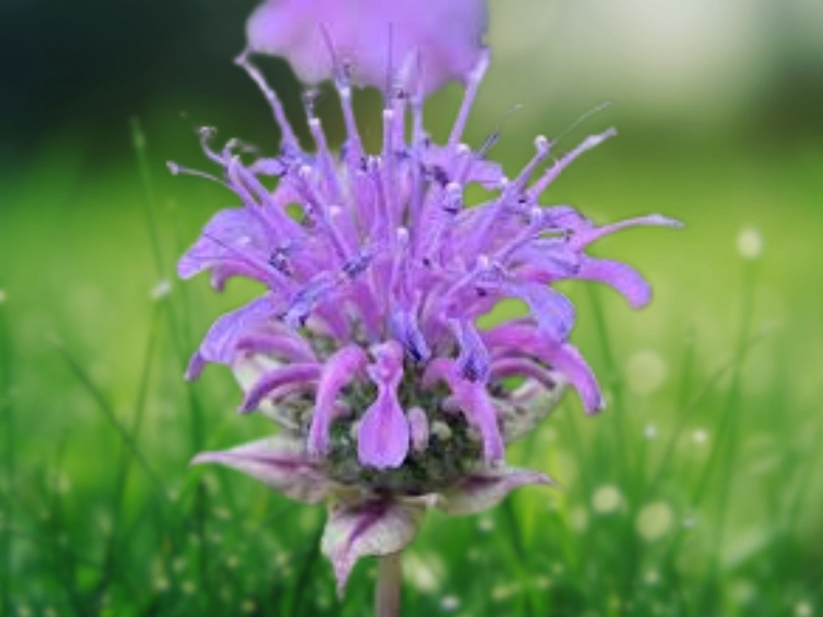 500 Seeds Bee Balm Wild Bergamot Monarda Fistulosa Perennial Flowering Herb Pollinator Friendly Garden