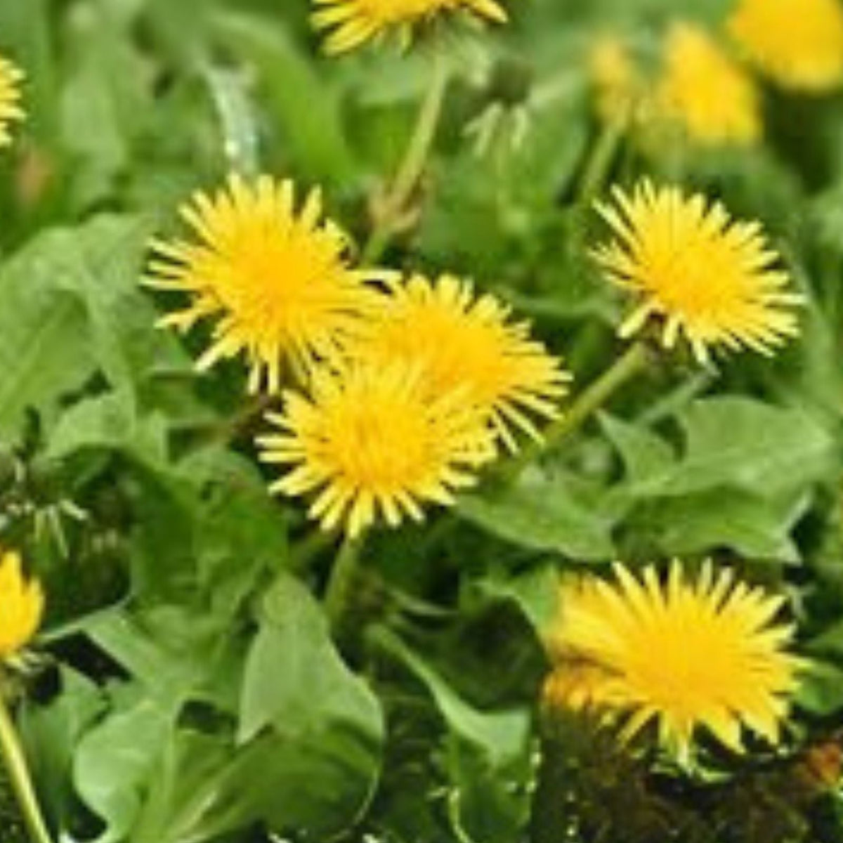 Dandelion Plants - 10+ Wild Organic Non-GMO Heirloom - Taraxacum officinale