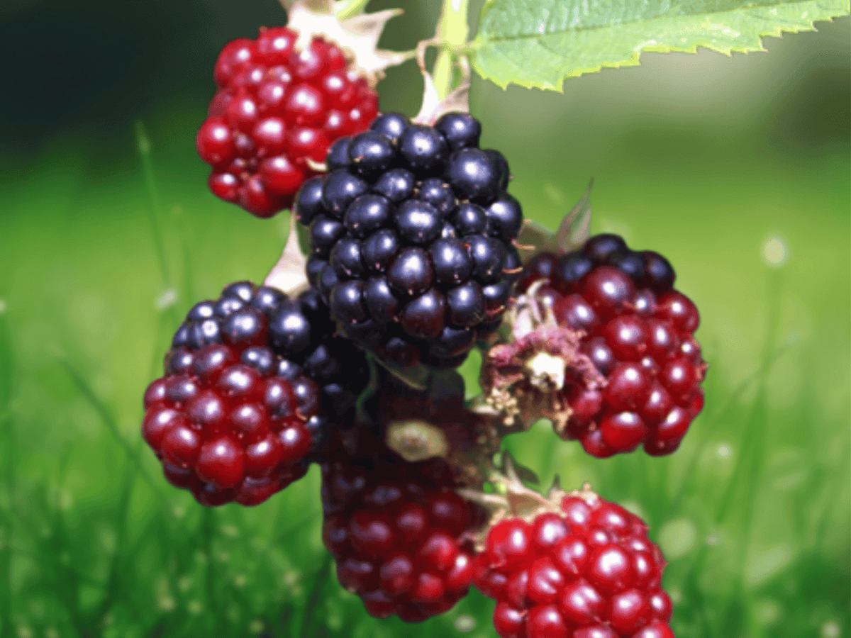 1 Live Plant Prime Ark Traveler Blackberry Rubus Starter Plug