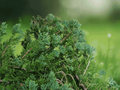 5 Live Plants Blue Rug Juniper Juniperus horizontalis Wiltonii Groundcover