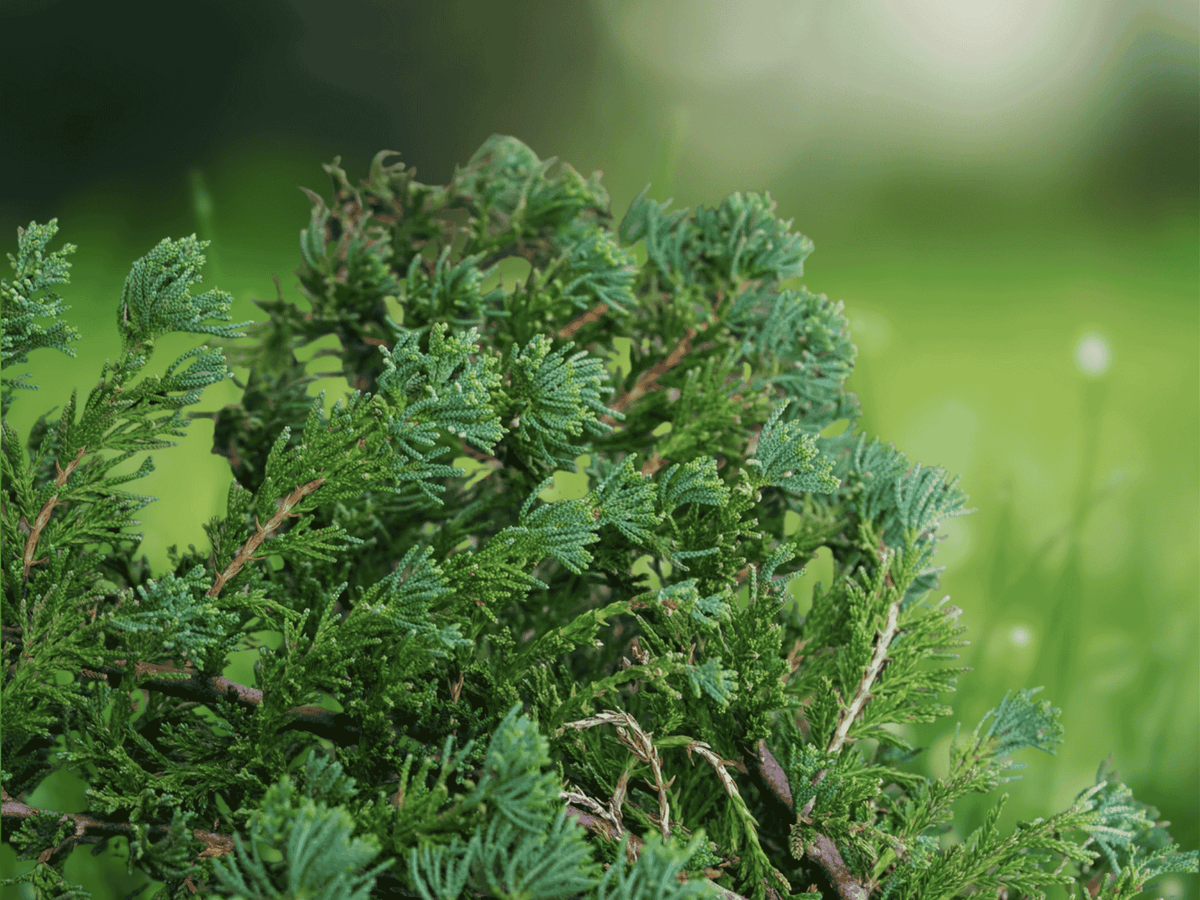 5 Live Plants Blue Rug Juniper Juniperus horizontalis Wiltonii Groundcover