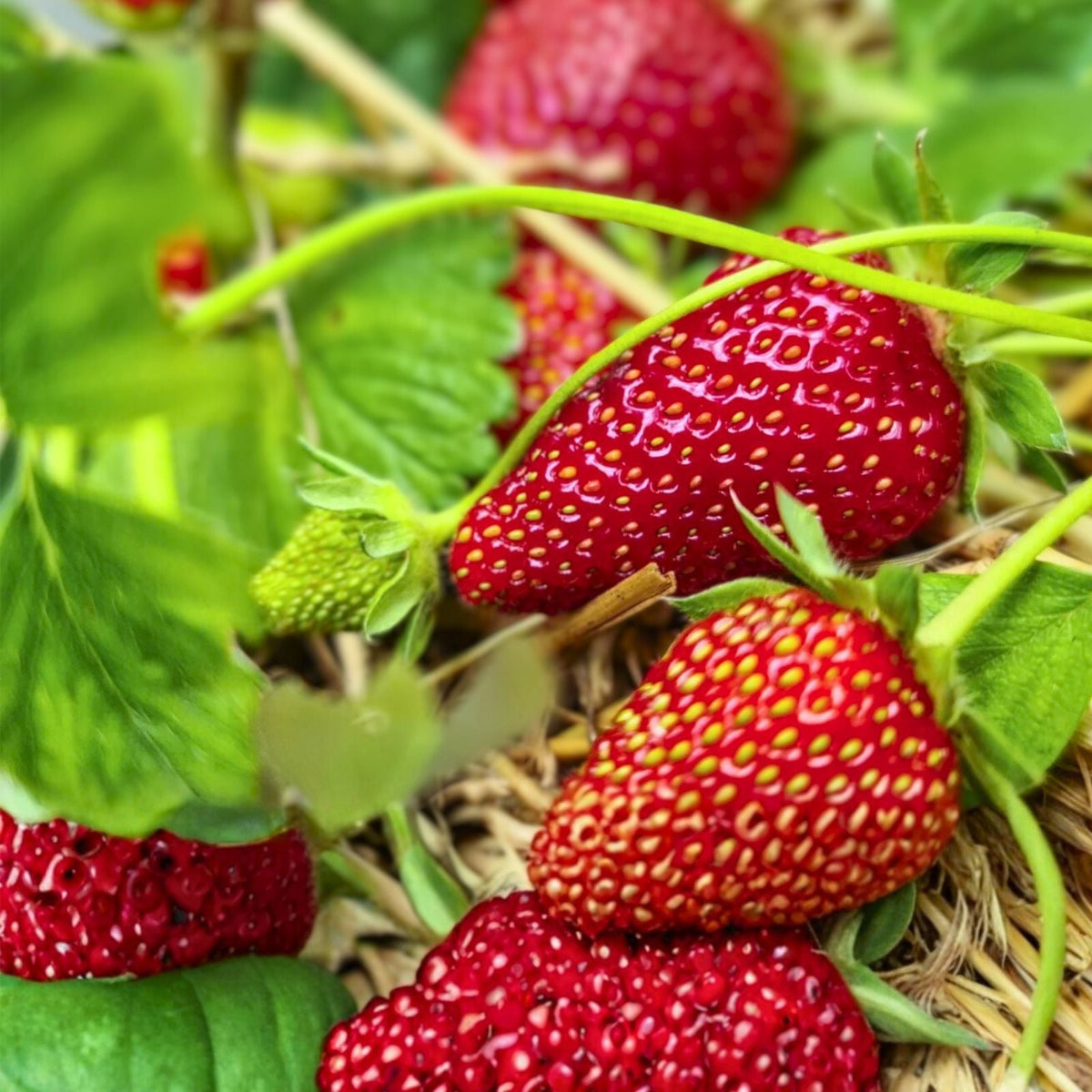 Wild Mock Strawberry Bare Root Plants | Duchesnea Indica | Edible Medicinal Herb with Berries and Leaves | 30+ Plants