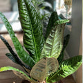 Anthurium sp. superbum Plant - Tropical Indoor Houseplant - Unique Army Green Leaves - Rare Anthurium Variety