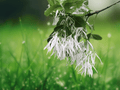 10 Seeds White Fringe Tree Chionanthus virginiana Native Ornamental Shrub