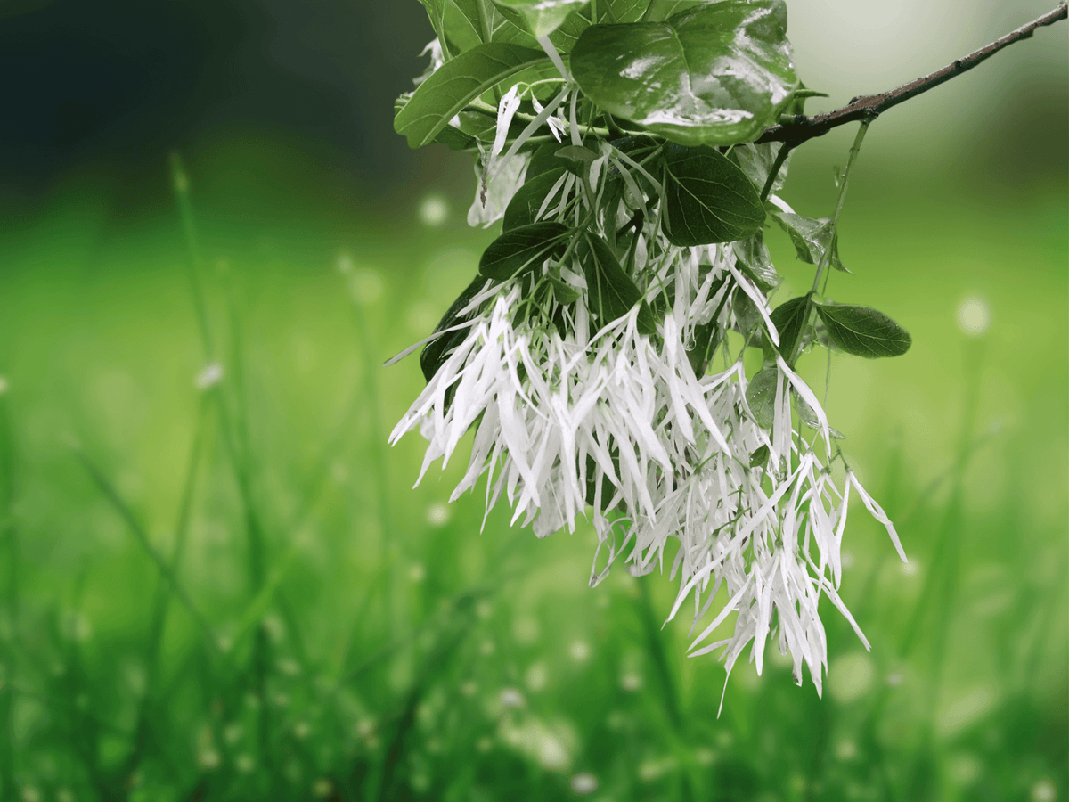 10 Seeds White Fringe Tree Chionanthus virginiana Native Ornamental Shrub