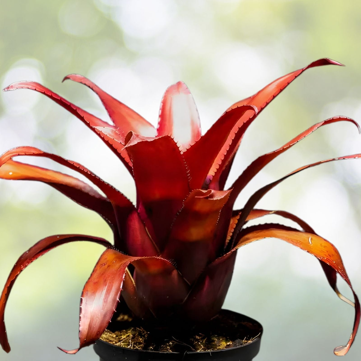 Bromeliad Plant 6" Pot Vriesea Supernatural - Tropical Indoor Houseplant for Home Decor