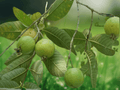 5 True Guava Tree Seeds Psidium guajava Fruit Tropical Ornamental
