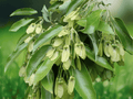 5 Seeds Acer coriaecifolia Evergreen Maple Tree Ornamental Foliage Plant