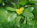 5 Seeds Climbing Flax Vine Hugonia mystax Tropical Flowering Vine