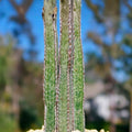 Rare Peniocereus greggii Succulent Plant Pups - Desert Cactus Variety - Unique Succulent Propagation Lot 1