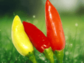 10 Seeds Capsicum frutescens Hot Returns Hot Pepper