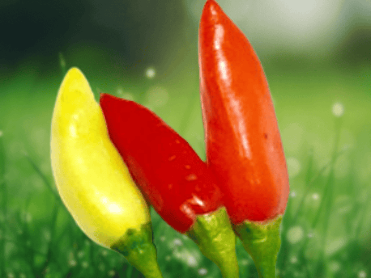 10 Seeds Capsicum frutescens Hot Returns Hot Pepper