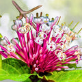 Shooting Star Clerodendrum Cuttings 6-Pack, Starburst Plant, Purple-Backed Leaves, Root Easily in Water - Clerodendrum Quadriloculare