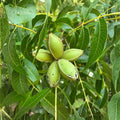 Pecan Seedlings - 5 Live Green Cuttings for Propagation - Carya illinoinensis - Non-Rooted Pecan Tree Clones