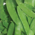 Thomas Laxton Peas Seeds - Heirloom Variety for Salads & Cooking - Pisum sativum - 20+ Seeds
