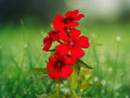 100 Seeds Phlox Drummondii Scarlet Red Heirloom Annual Bright Blooms Easy Grow Pollinator Friendly Cottage Garden Border